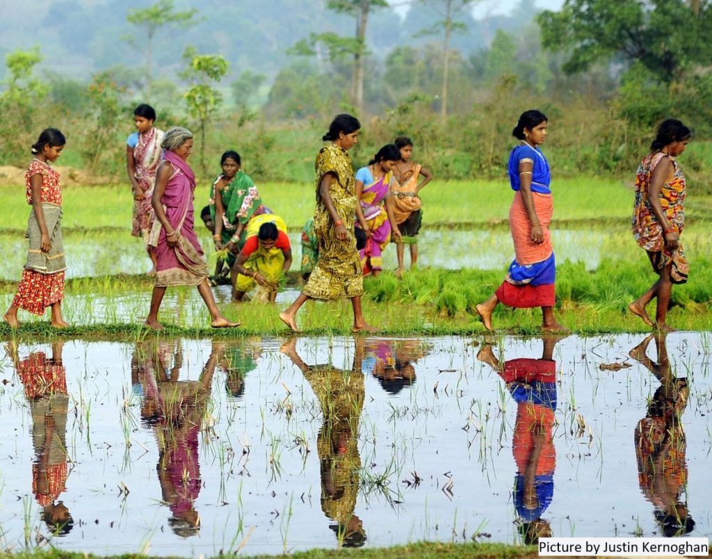 Women in Rice fields in Odisha - Picture by Justin Kernoghan