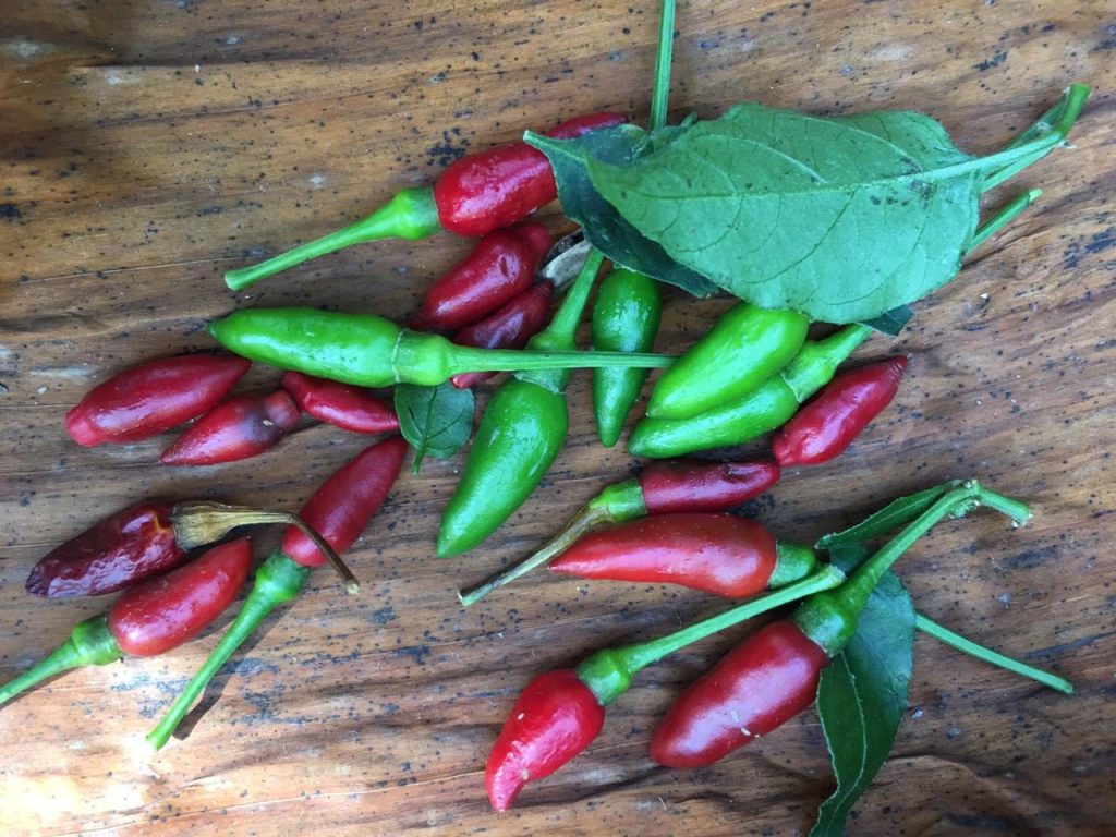 kanthari chilis