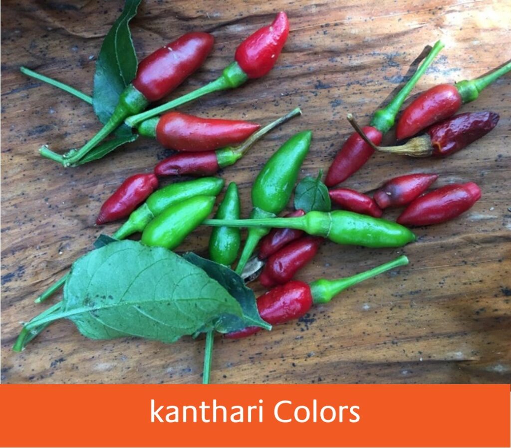 kanthari colors