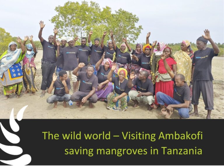The wild world – Visiting Ambakofi saving mangroves in Tanzania