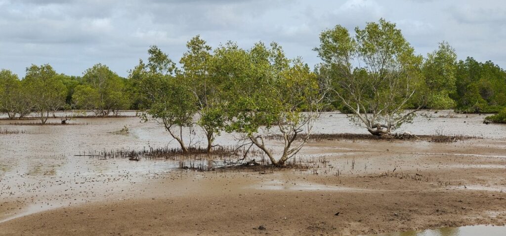 mangroves landscape in Tanzania