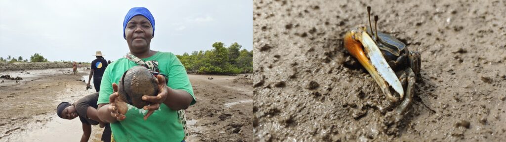 Restoring the mangroves in Tanzania - One legged crab