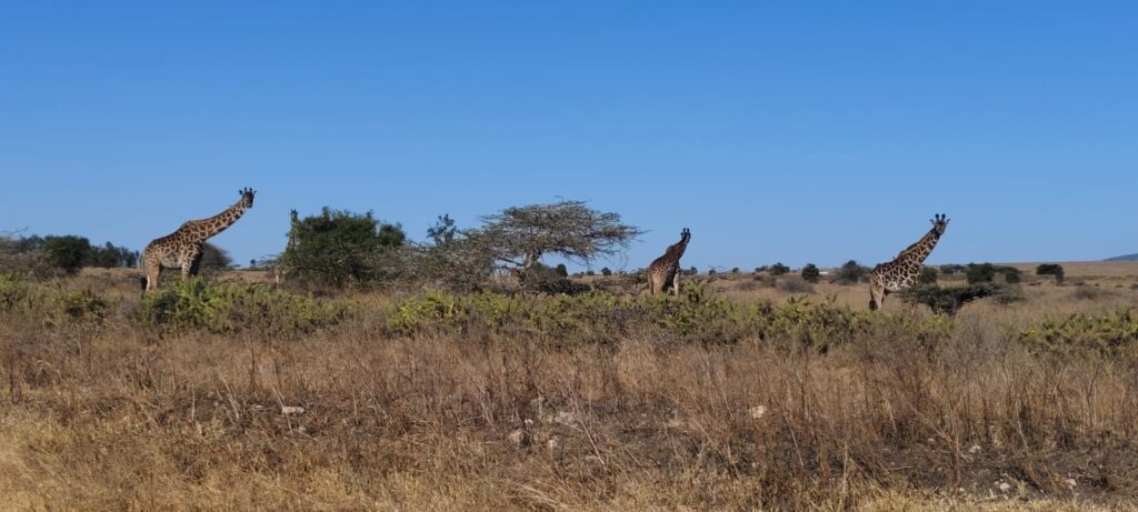Giraffes are looking at the Twajali training grounds